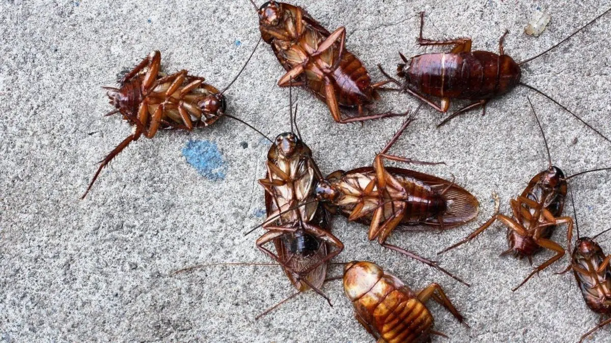 Cómo evitar una infestación de cucarachas: Prevención y soluciones efectivas para esta plaga