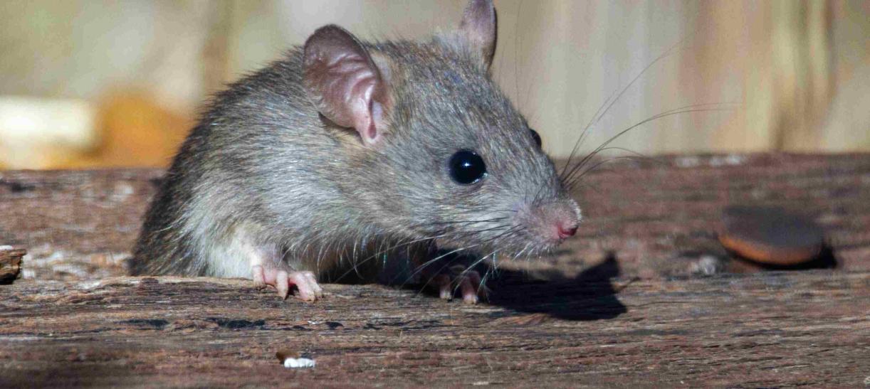 Protege tu hogar: Consejos para mantener las ratas fuera de tu casa