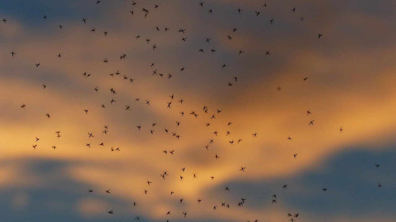 Invasión de mosquitos en Pinto: causas del aumento y cómo protegerte este verano