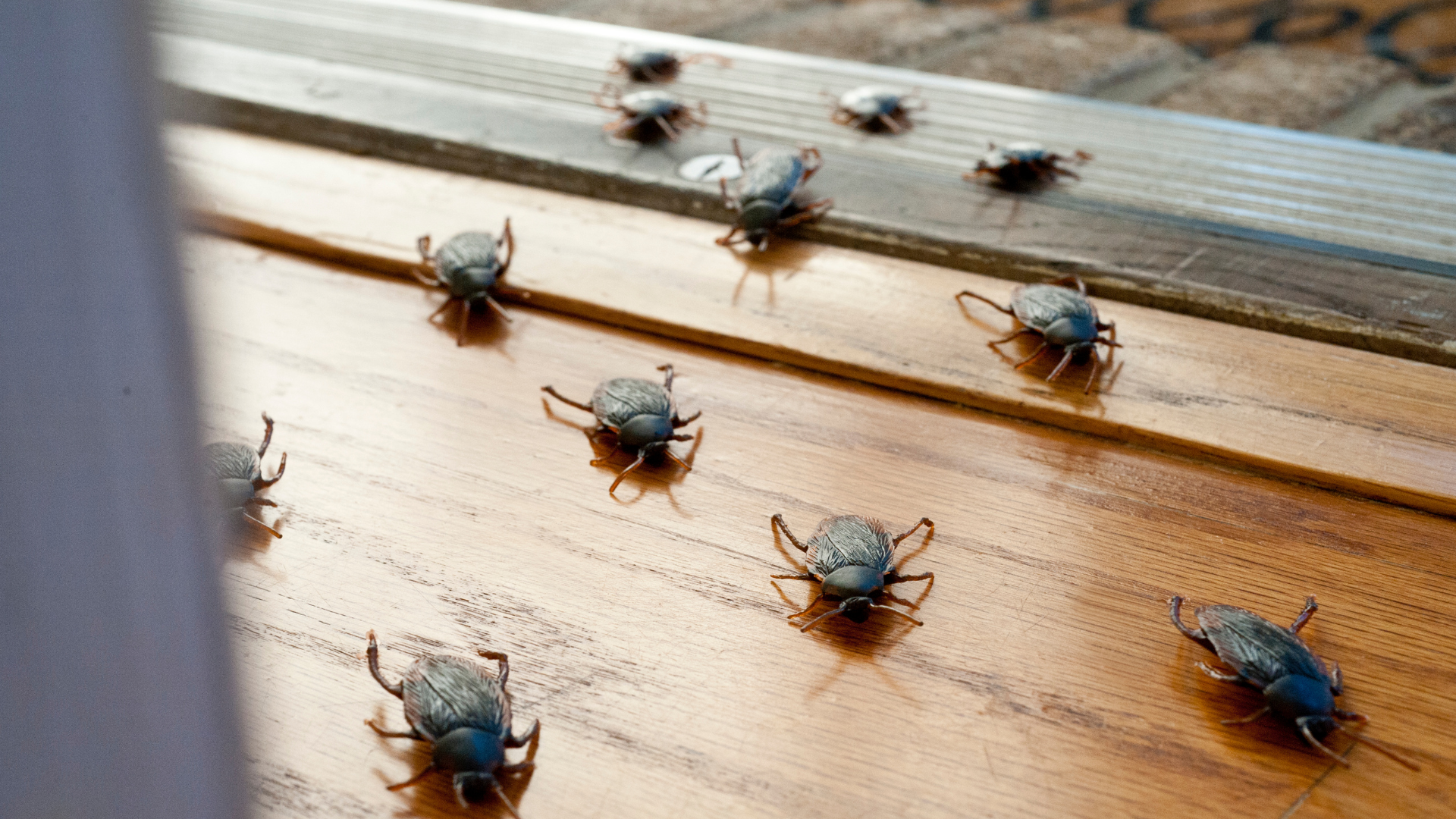 Prepara tu casa para el verano en Pinto: evita cucarachas, hormigas y mosquitos