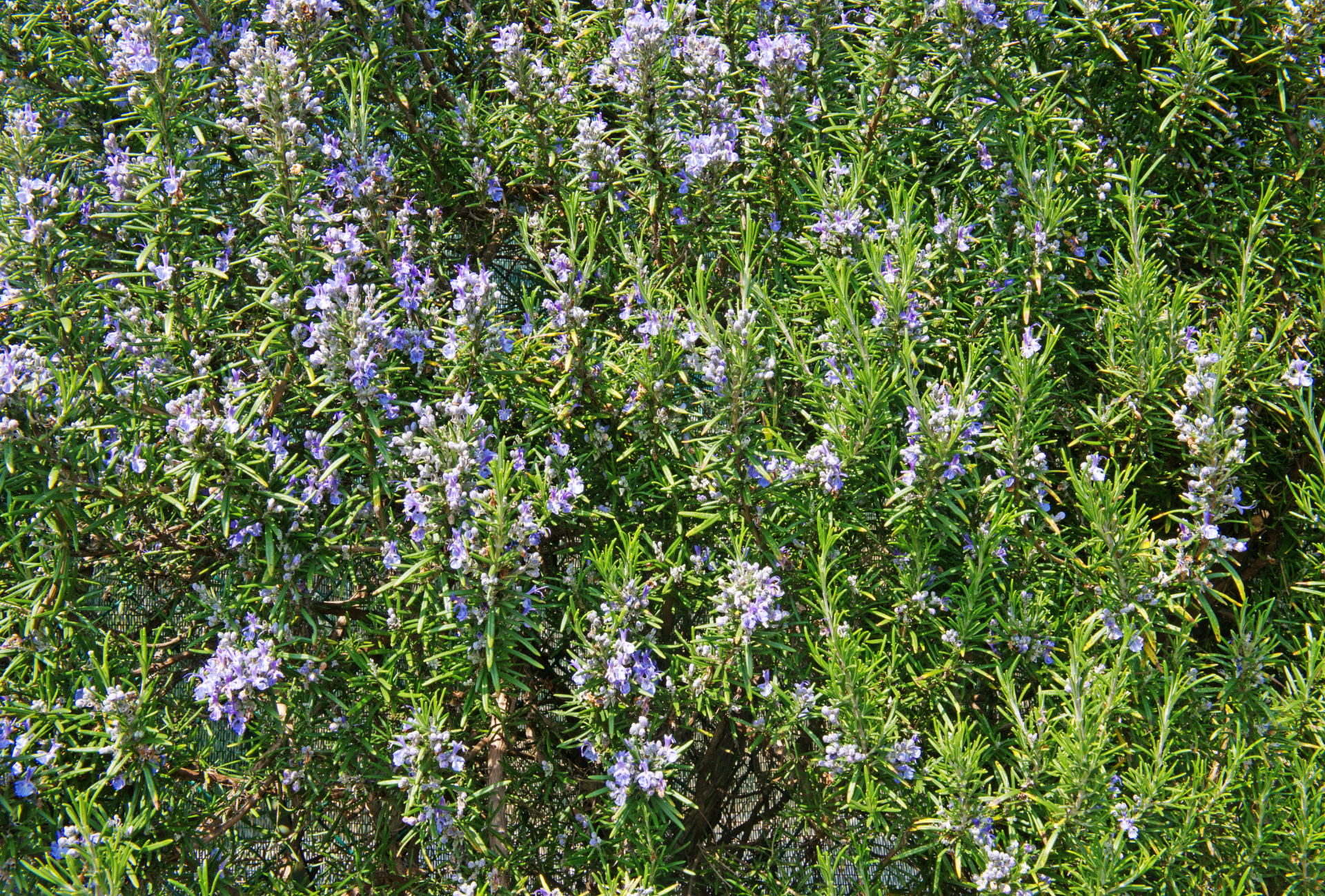 Plantas antiplagas en Pinto: ¿realmente funcionan?