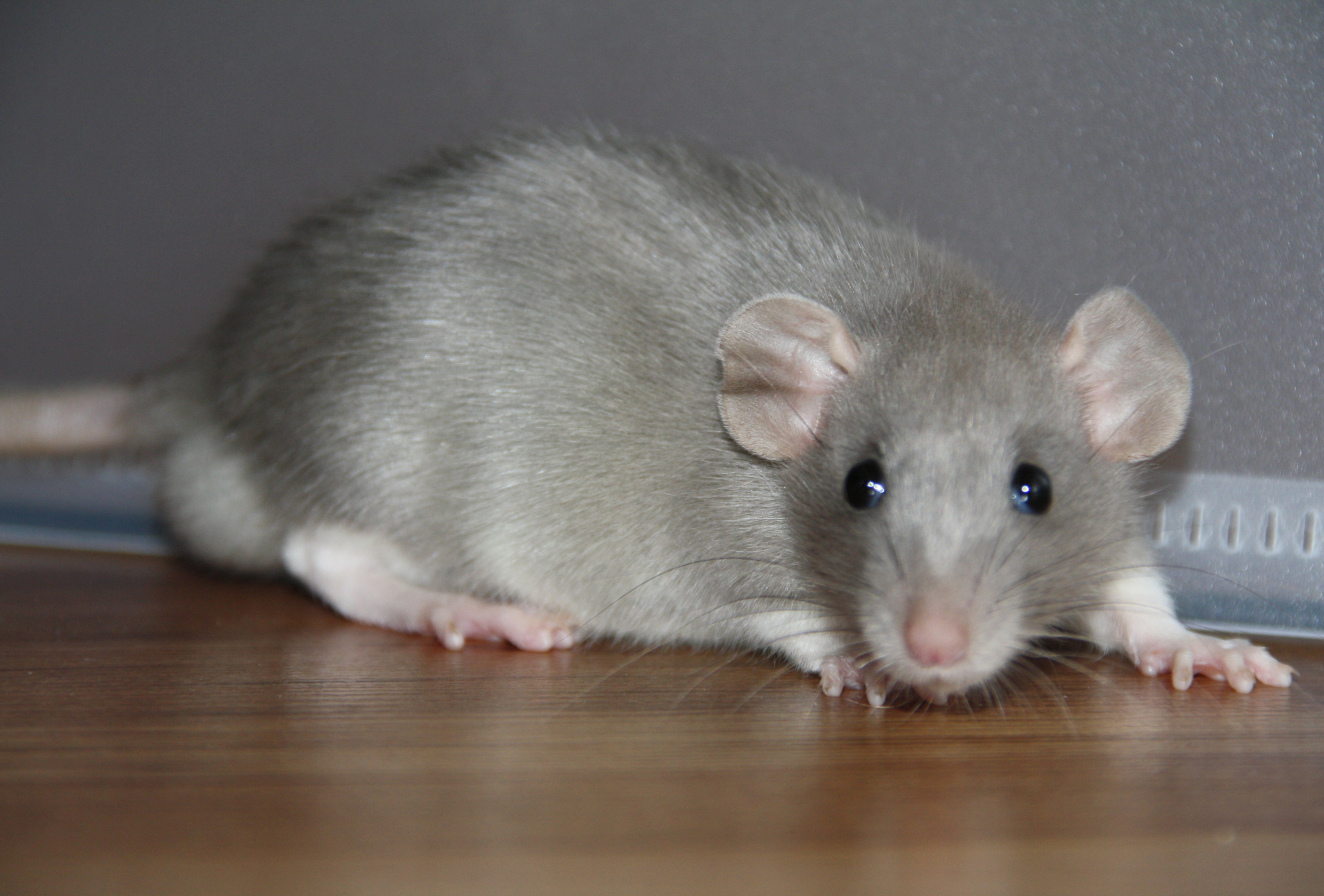 Roedores y mosquitos en las noches de Pinto: cómo prevenir y eliminarlos