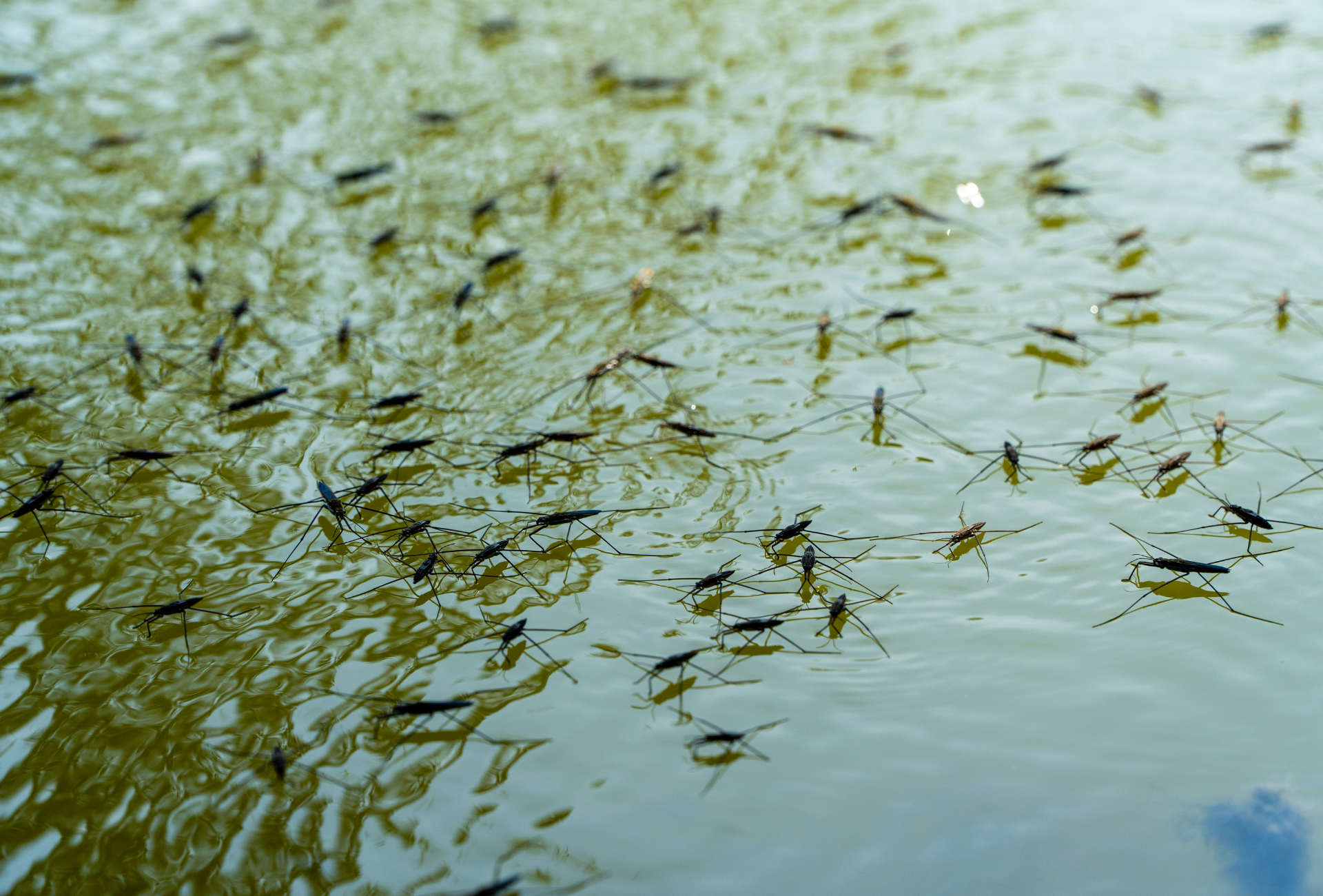 Desinfección de plagas en aguas estancadas en Pinto