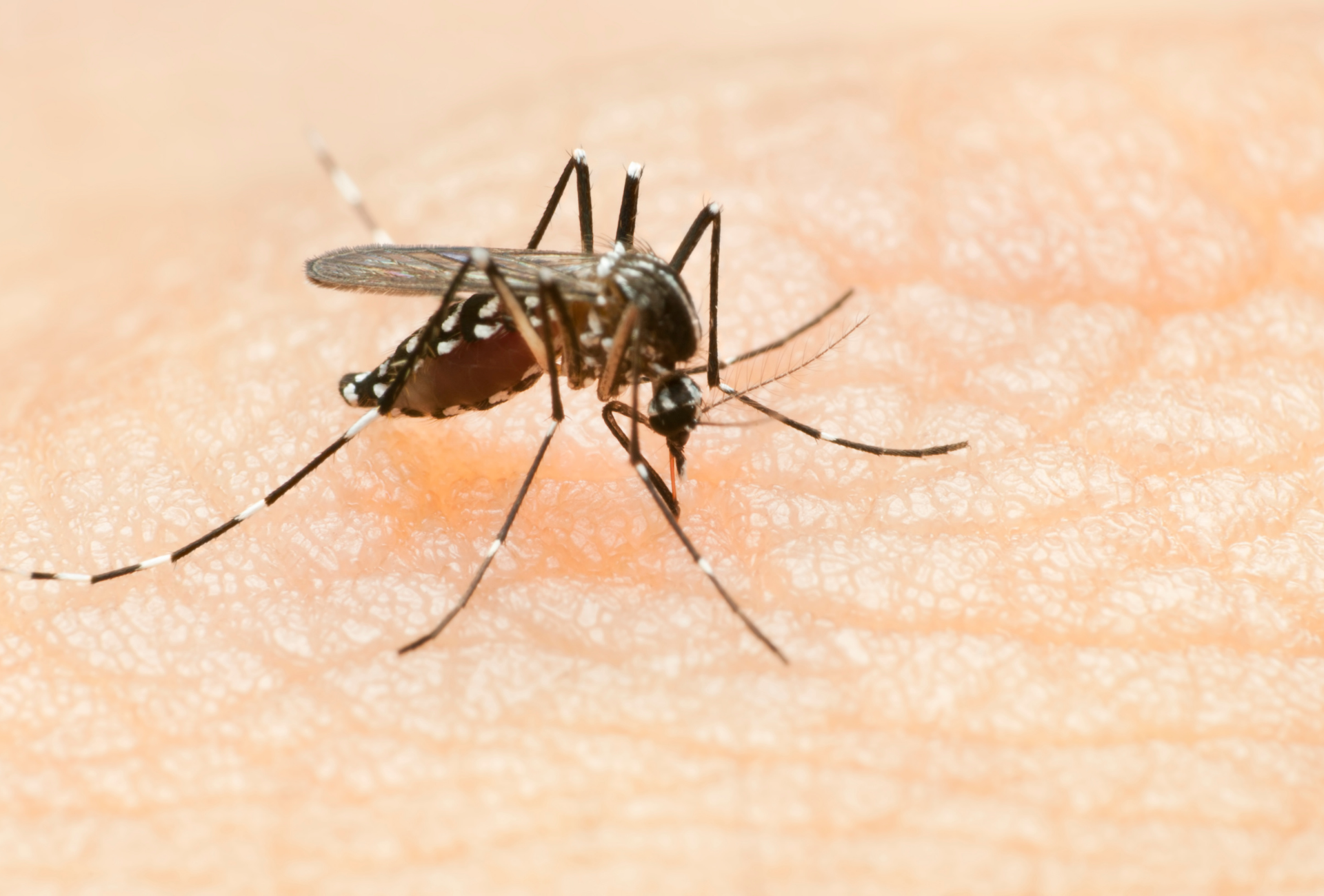 Mosquito tigre en Pinto: prevención en comunidades y zonas residenciales