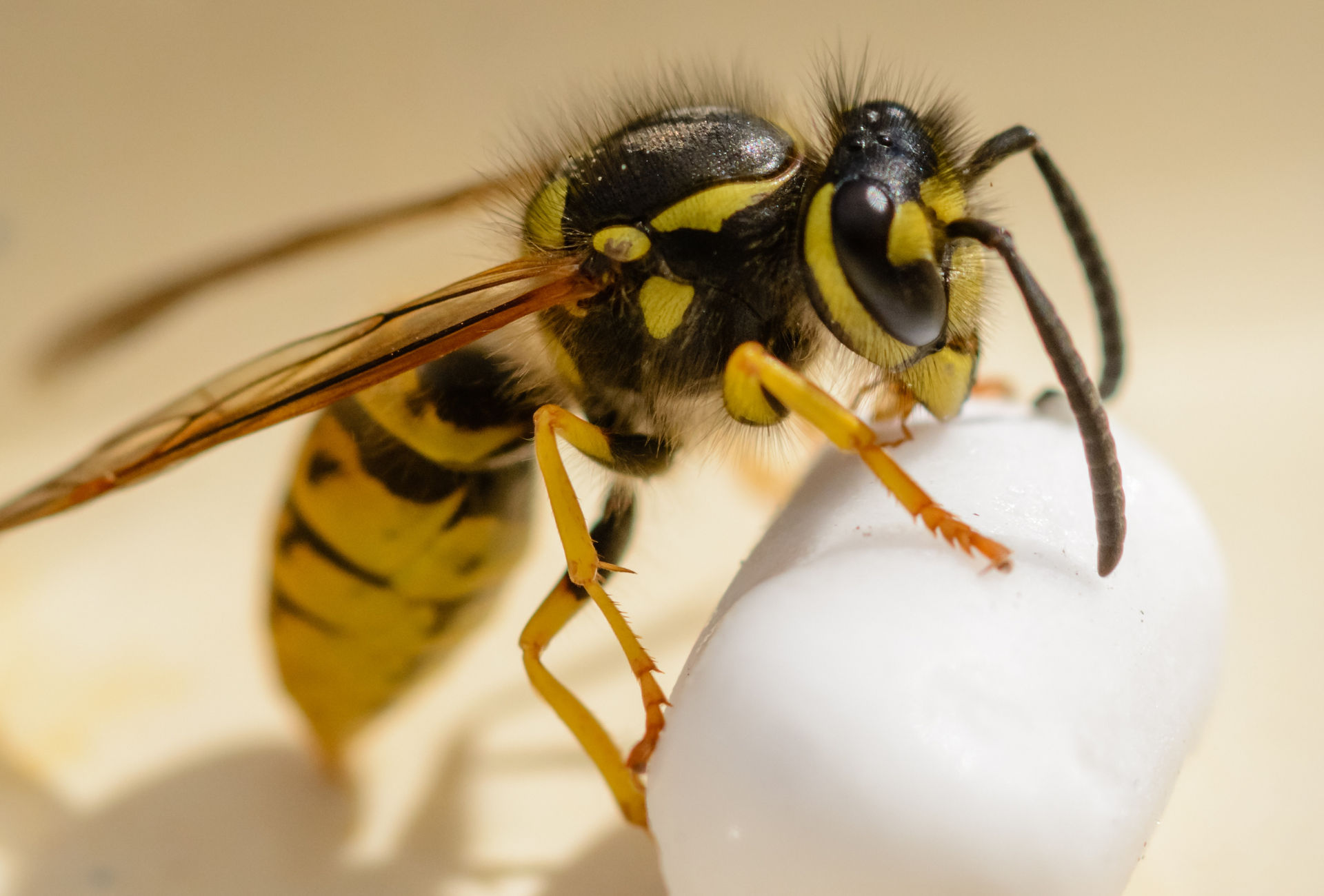 Avispas en Pinto: cómo proteger comunidades vecinales y comercios locales