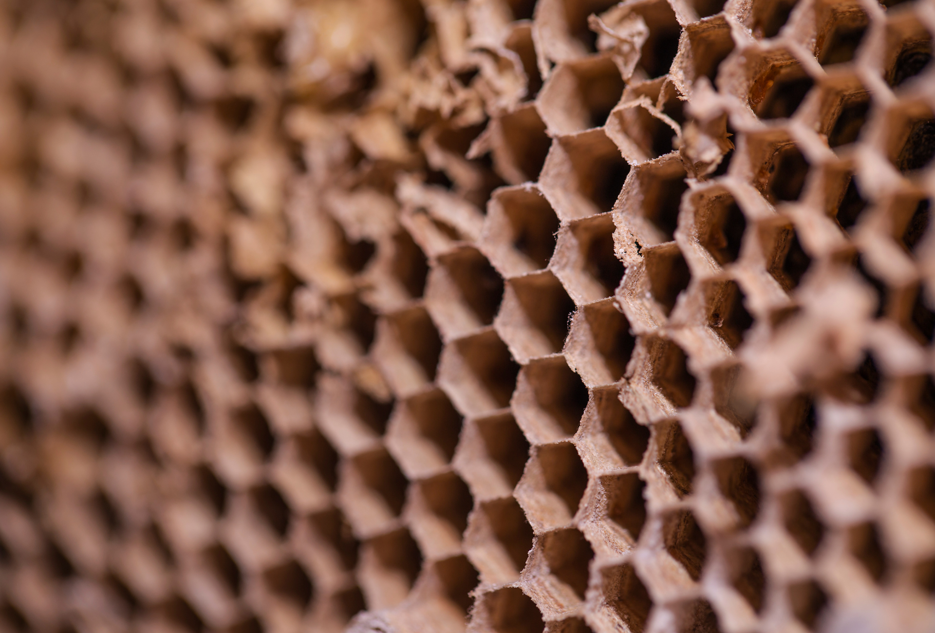 Avispas en Pinto en septiembre: cómo proteger a tu familia y comunidad