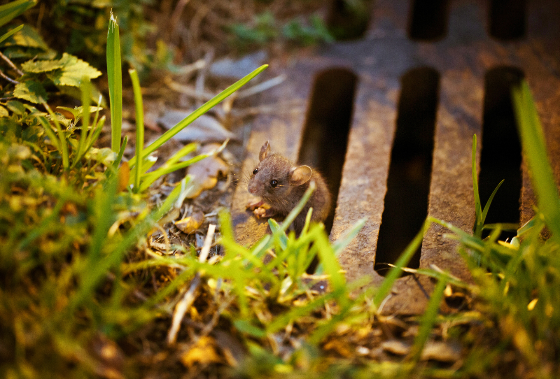 Pinto bajo la superficie: la batalla silenciosa contra las plagas