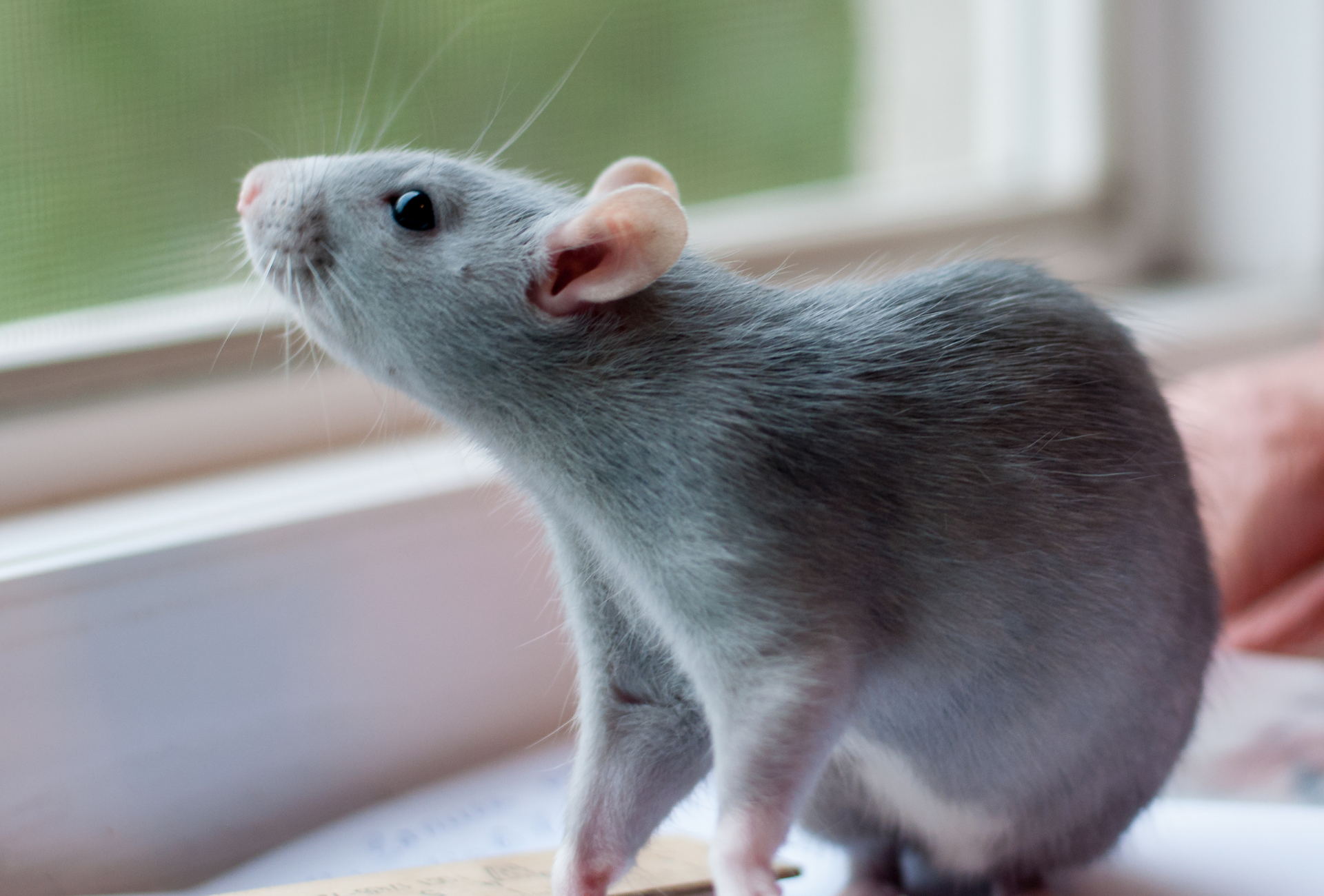 Roedores en Pinto: cómo el frío impulsa su entrada en viviendas y locales